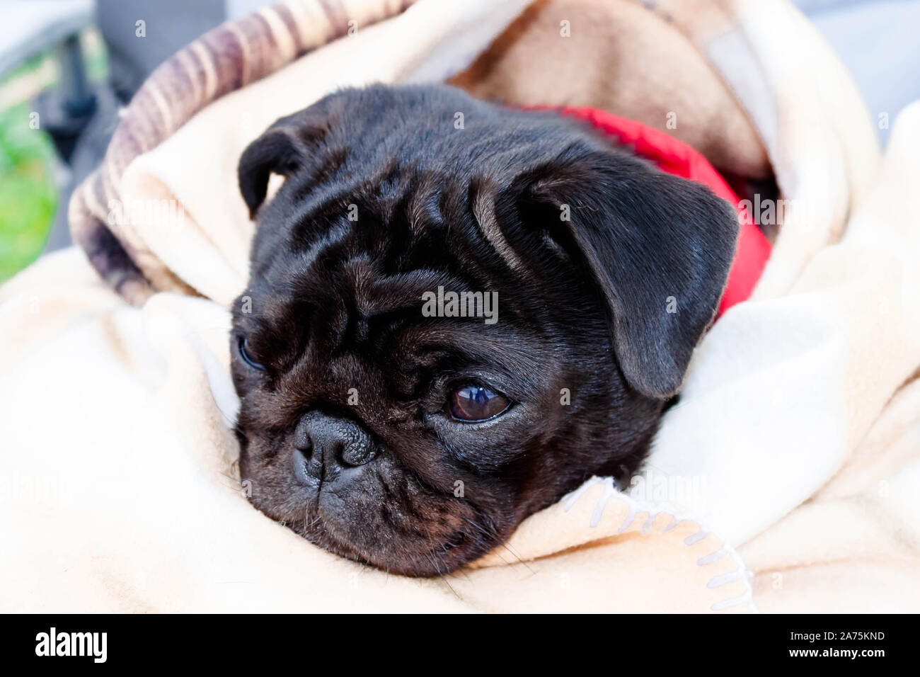 black pug blanket