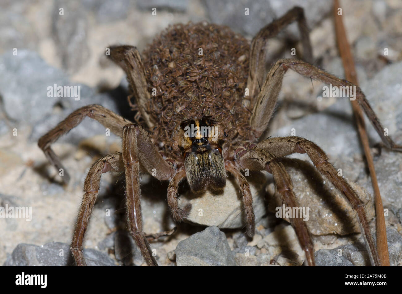 Wolf Spider, Family Lycosidae, female covered in young Stock Photo