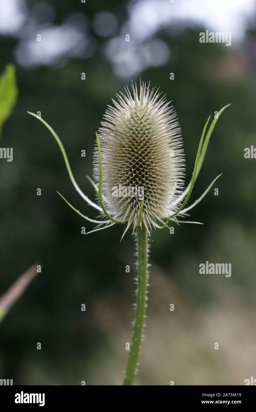 colour close up of a teasel (teasel-dipsacus-fullonum) flower head showing the detail and pattern of the seedhead Stock Photo