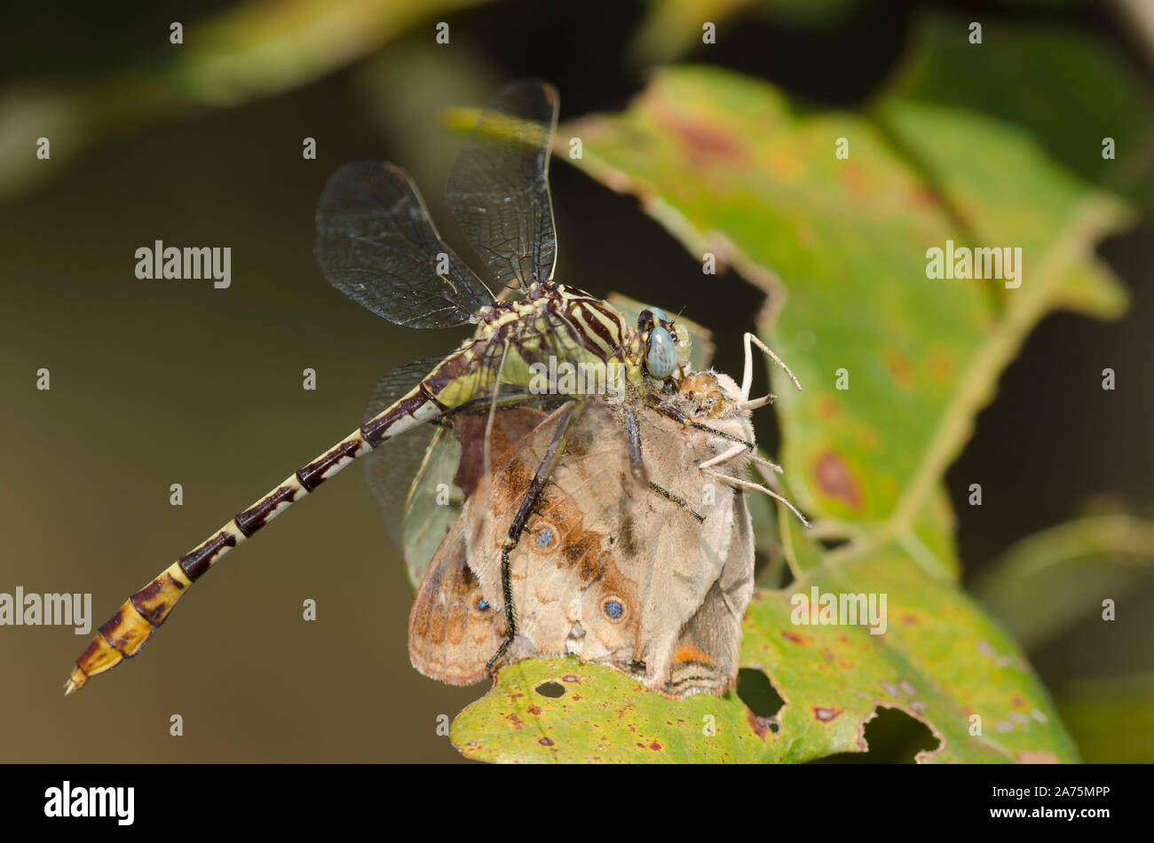 Flag-tailed Spinyleg, Dromogomphus spoliatus, feeding on captured Common Buckeye, Junonia coenia Stock Photo