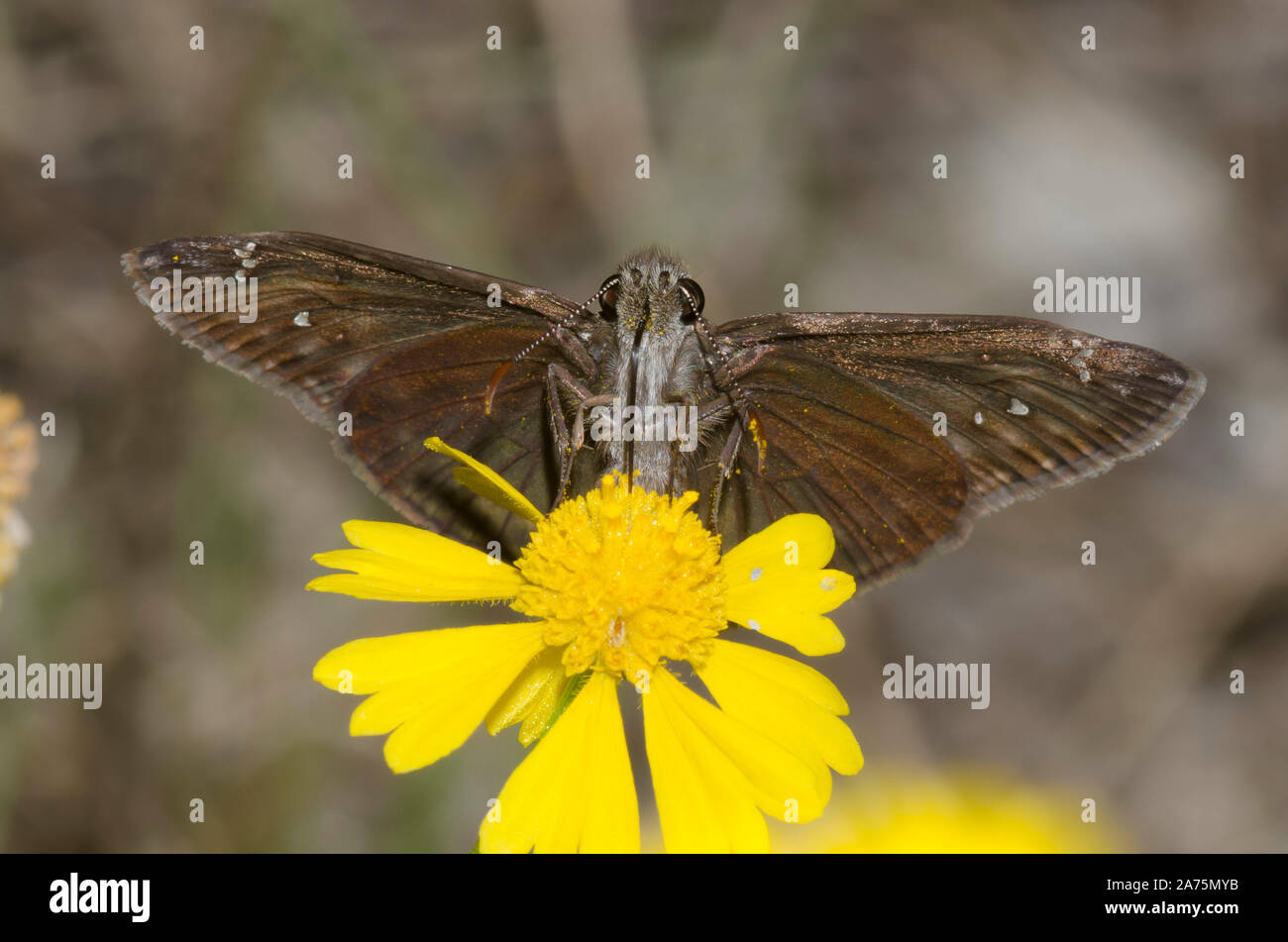 Horace’s Duskywing, Gesta horatius, male nectaring from Sneezeweed, Helenium amarum Stock Photo