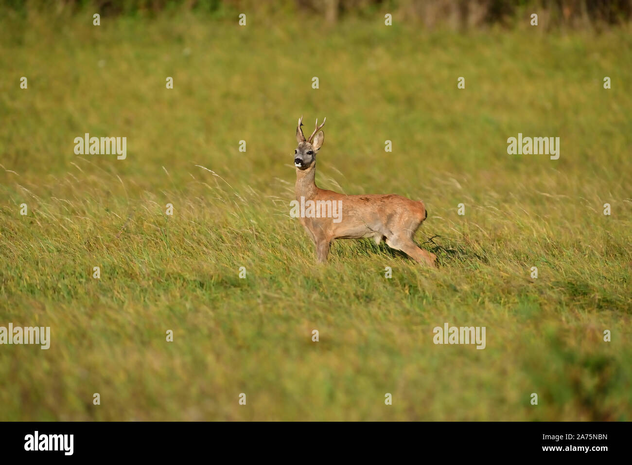 Roe running on the green meadow in rut season Stock Photo Alamy