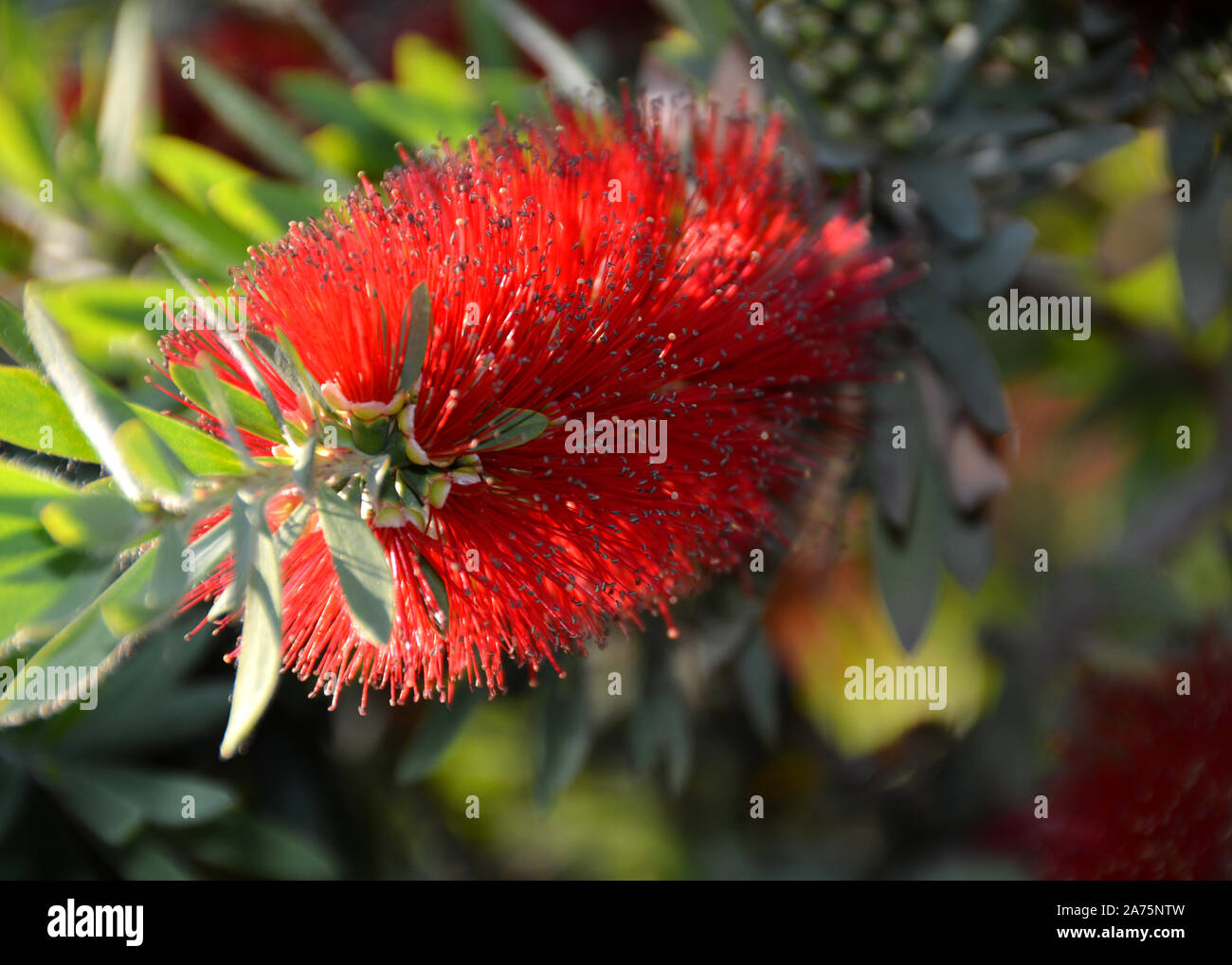 tropical flowers Stock Photo