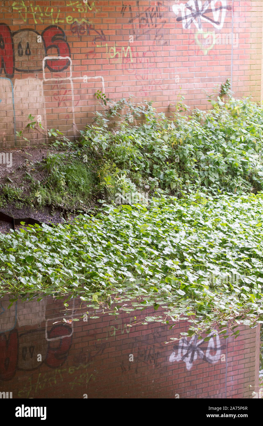 The Floating Pennywort (Hydroctyle ranunculoides) suffocating a waterway near in Reading. This plant if left will  smother waterways, impacting wildlife and add to the risk of flooding. Stock Photo