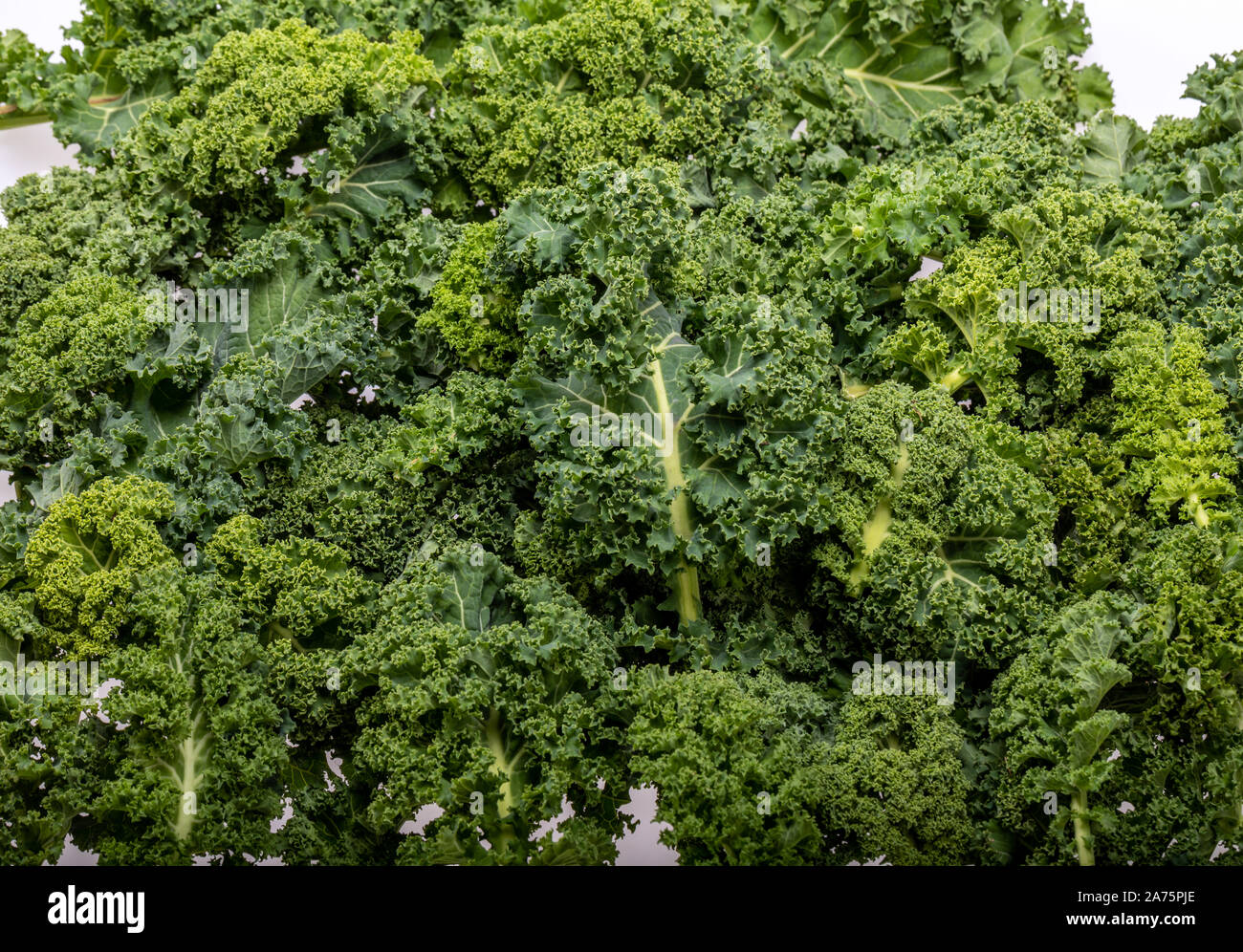 A healthy fresh curly kale Stock Photo Alamy