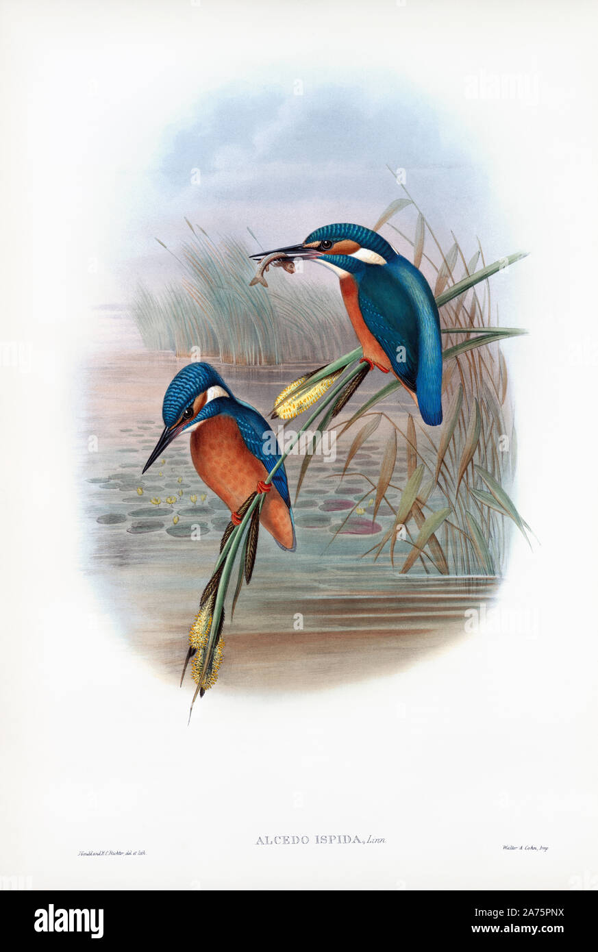 Common kingfisher.  Alcedo Ispida.  Now known as Alcedo atthis.  After a work by English ornitholgist and bird artist John Gould, 1804 - 1881.  From his book The Birds of Great Britain, published 1873. Stock Photo