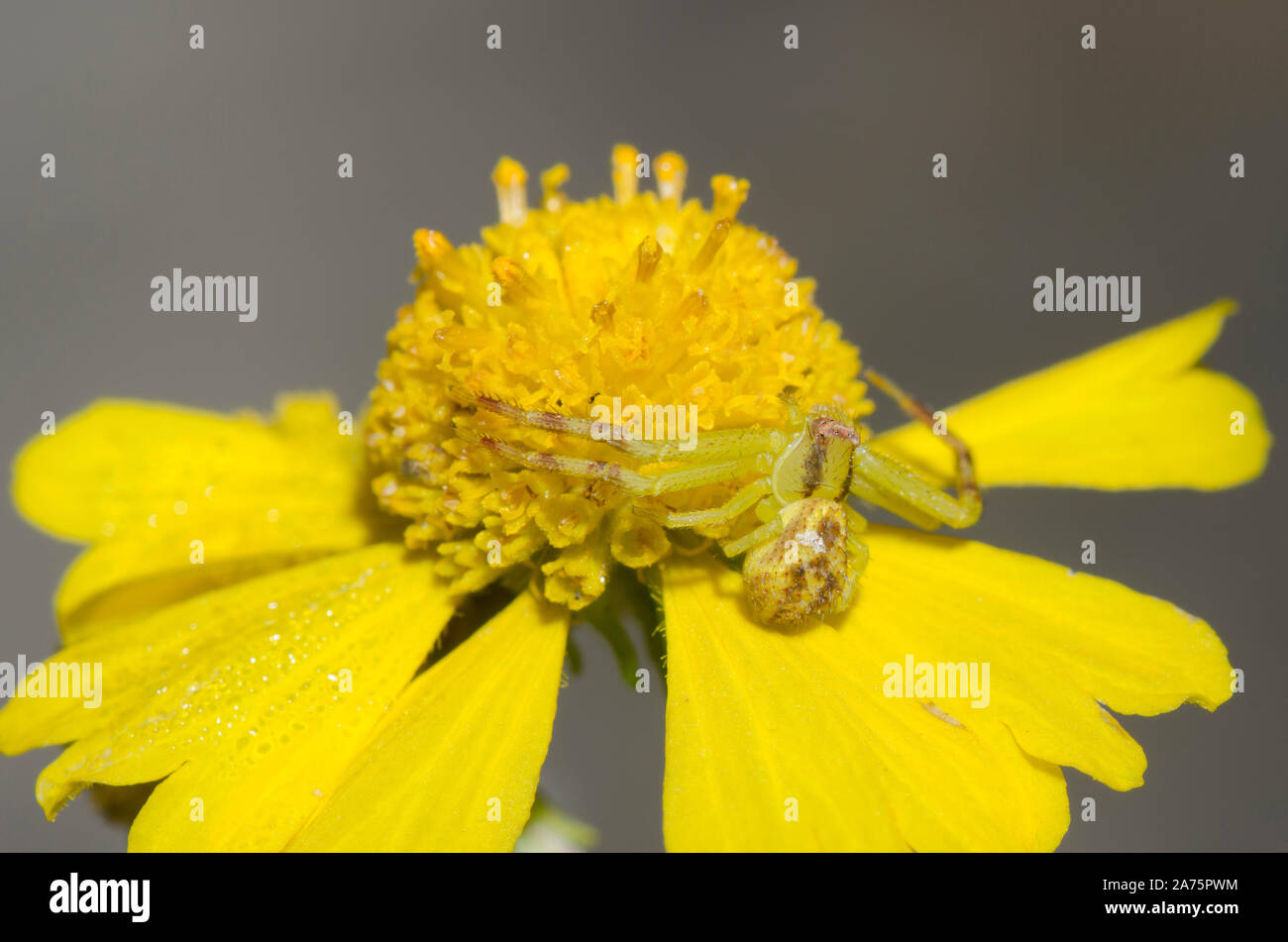 Crab Spider, Mecaphesa sp., lurking on sneezeweed, Helenium amarum Stock Photo
