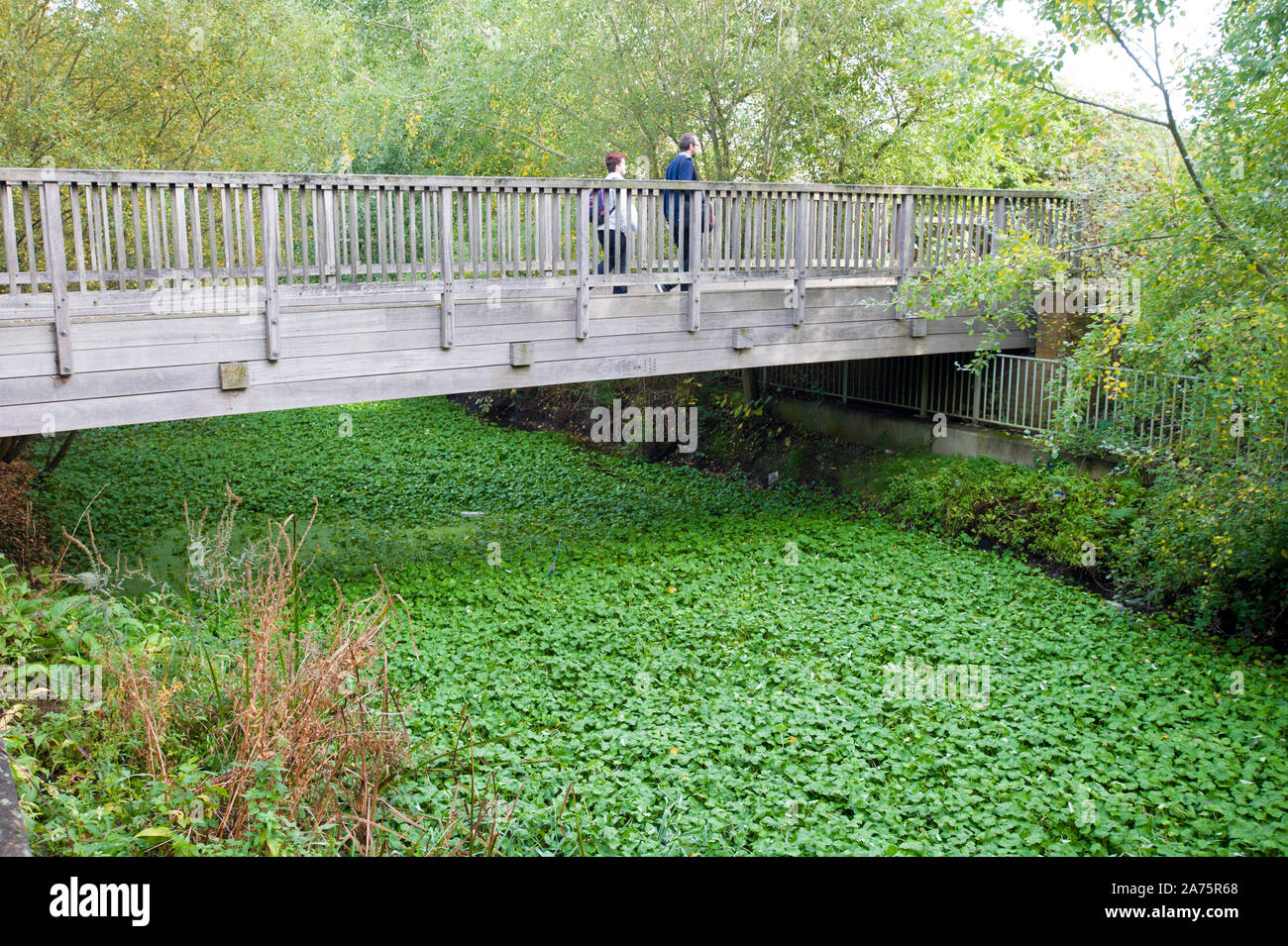 The Floating Pennywort (Hydroctyle ranunculoides) suffocating a waterway near in Reading. This plant if left will  smother waterways, impacting wildlife and add to the risk of flooding. Stock Photo