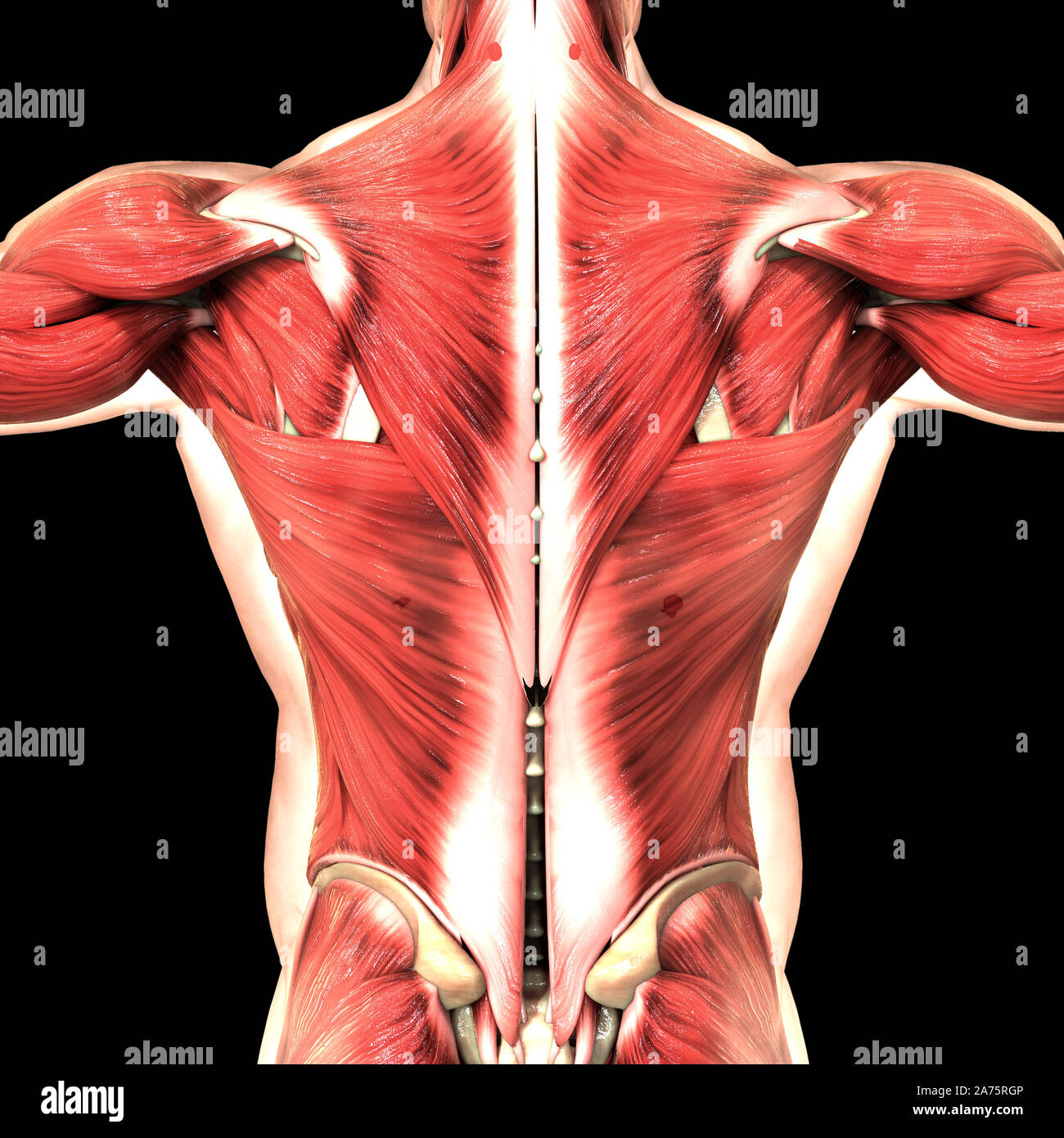 Upper back muscles hi-res stock photography and images - Alamy