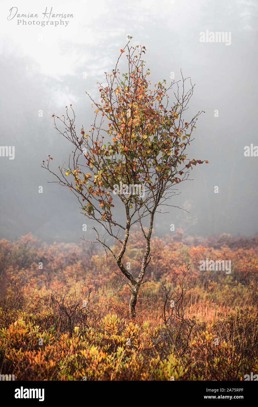 Lone Autumnal tree isolated on a misty morning. Stock Photo