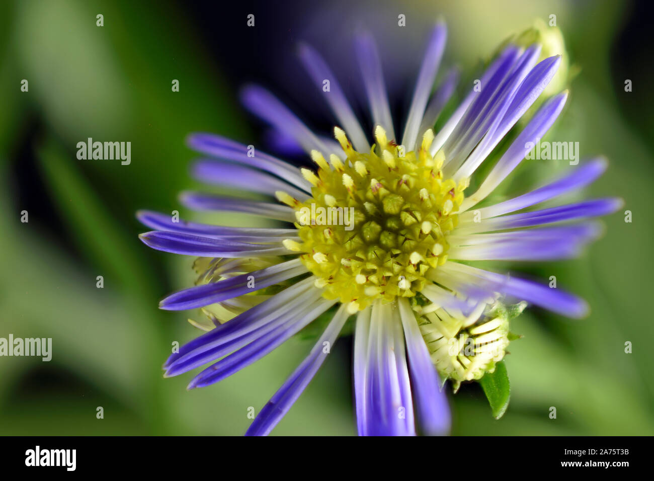 Violet Monte Casino Aster Flower Close Up Stock Photo