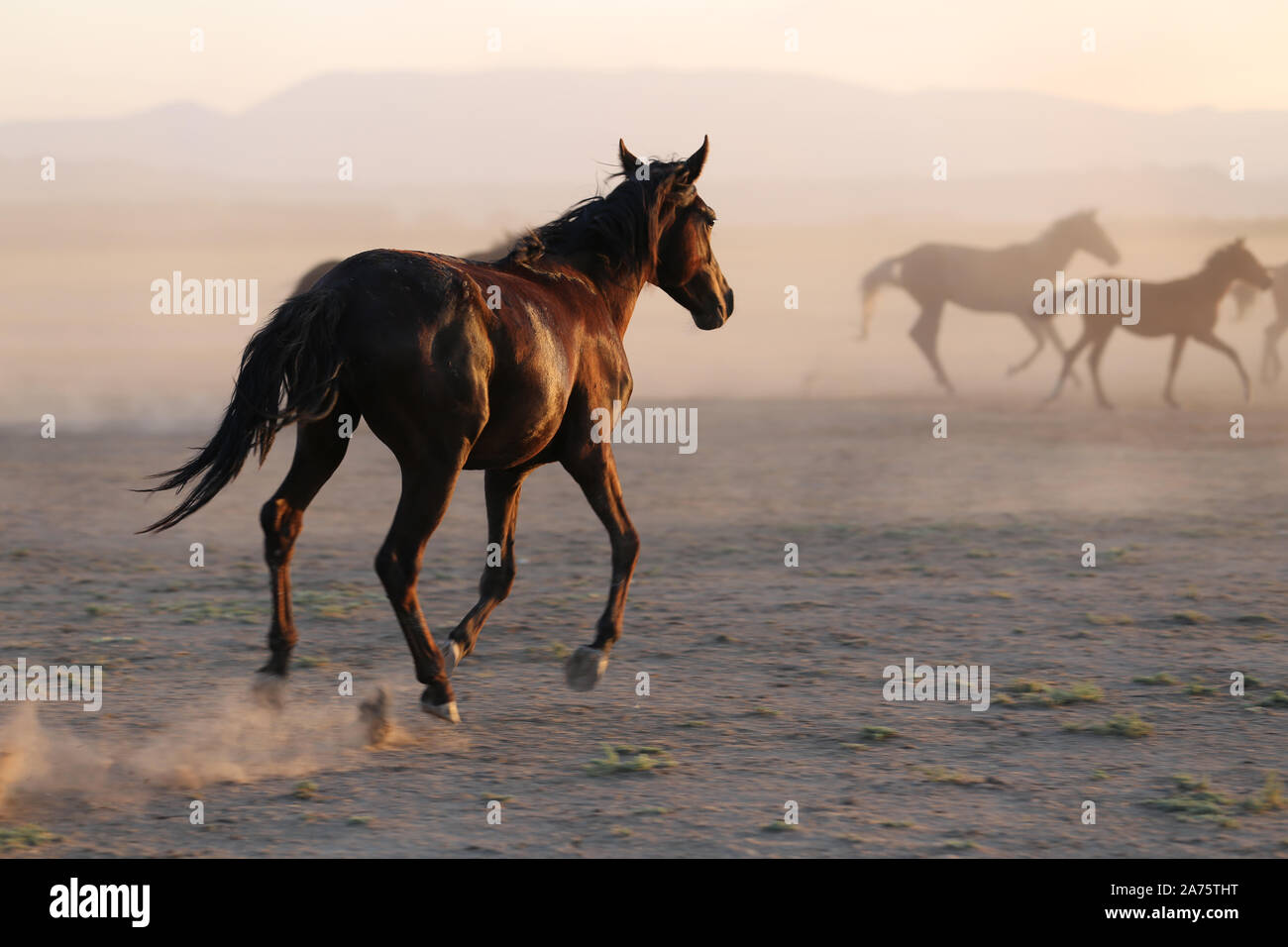 Yilki Horses Running in Field, Kayseri City, Turkey Stock Photo