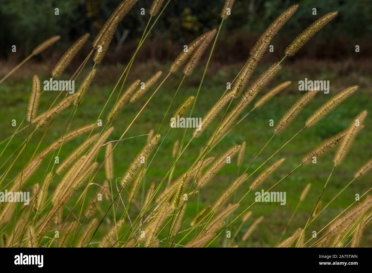 Tall and mature foxtail grasses with seeds growing in the field on a bright sunny day in autumn Stock Photo