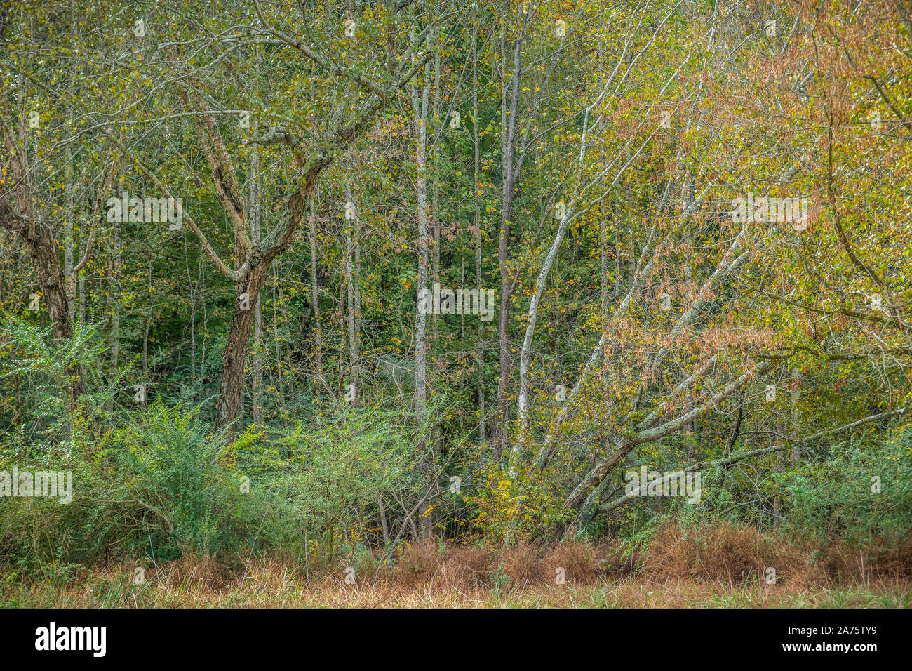 A colorful abstract scene of trees bushes and tall grasses clustered together in autumn on a sunny day Stock Photo
