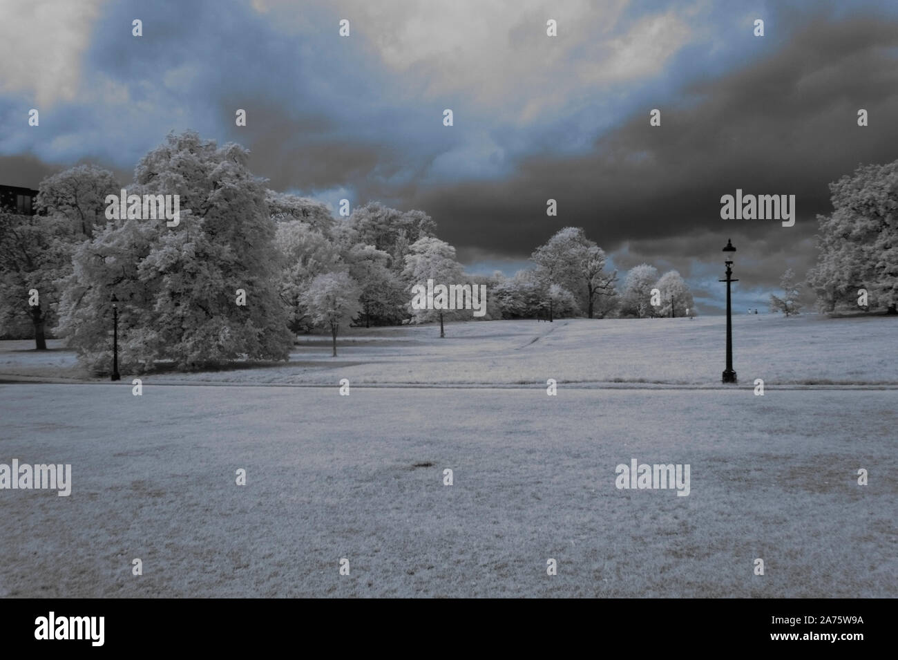 infrared image - illusion of wintertime - trees - primrose hill - city of london - england - uk Stock Photo