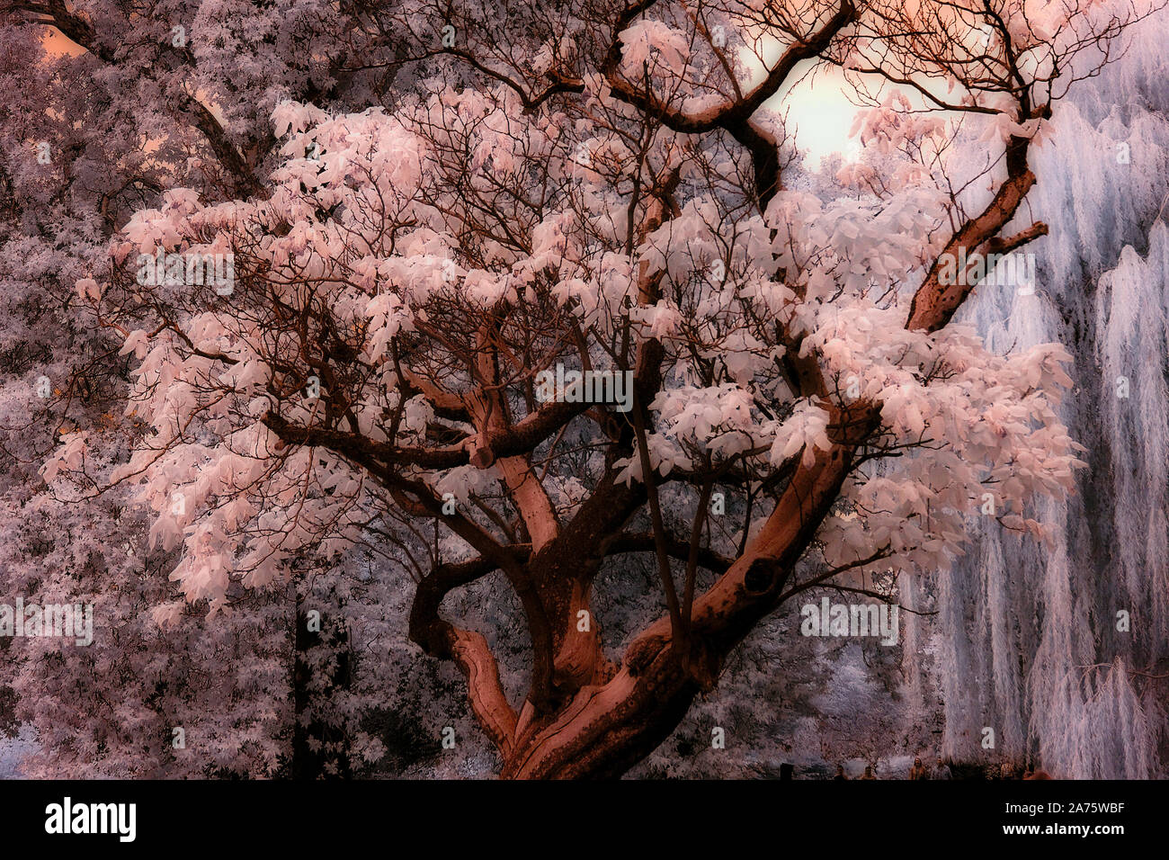 infrared image - illusion of wintertime - trees - regent's park - city of london - england - uk Stock Photo