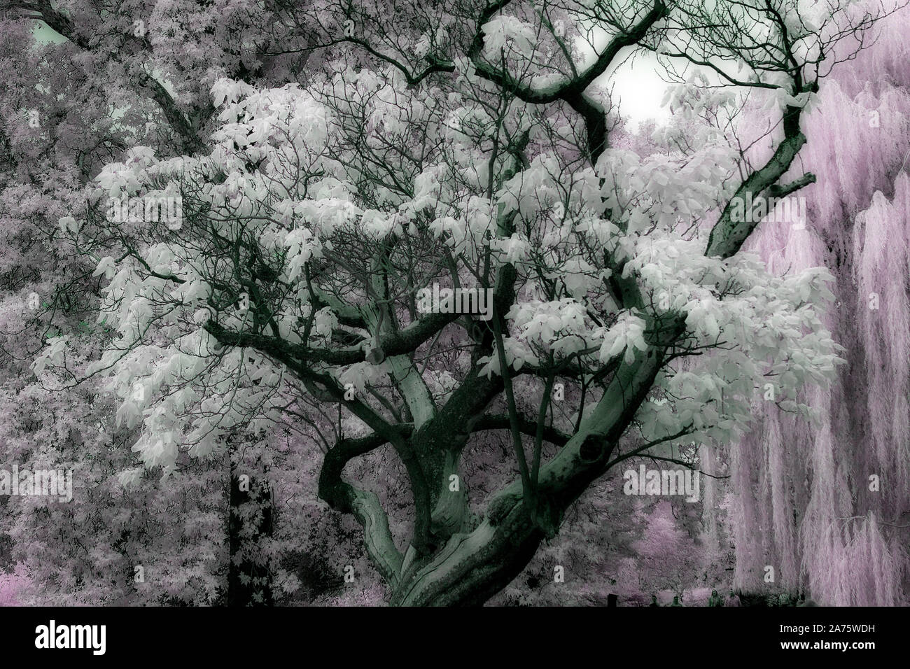 infrared image - illusion of wintertime - trees - regent's park - city of london - england - uk Stock Photo