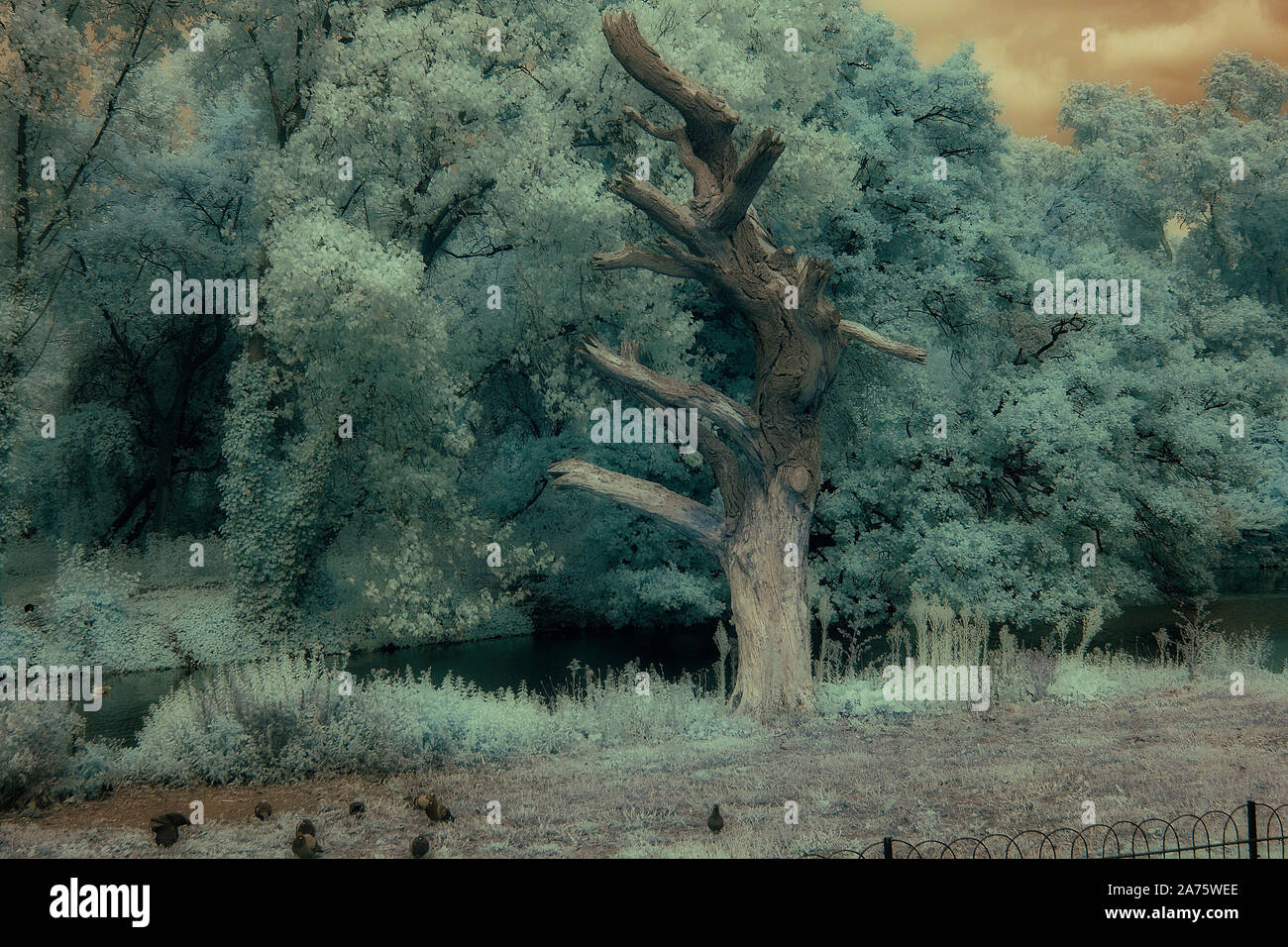 infrared image - illusion of wintertime - dead tree - regent's park - city of london - england - uk Stock Photo