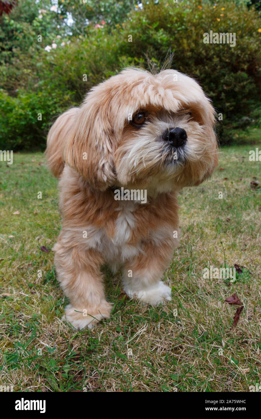 Red Lhasa Apso dog in a garden in Brittany Stock Photo - Alamy