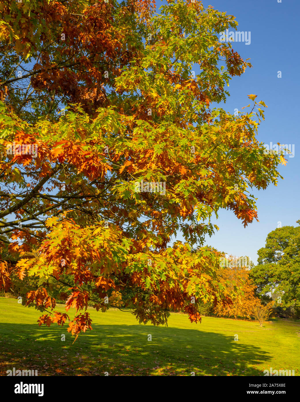 Branches of an oak tree in a park with beautiful autumn foliage against a blue sky Stock Photo