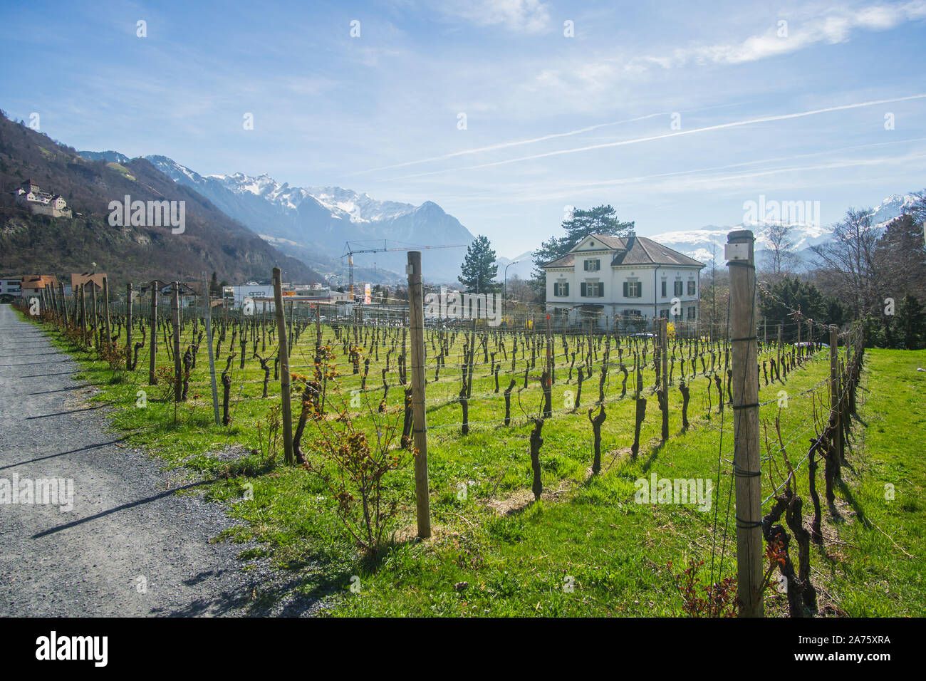 The beautiful vineyards outside of the  Cellars of the Prince of Liechtenstein Winery in Liechtenstein. Stock Photo