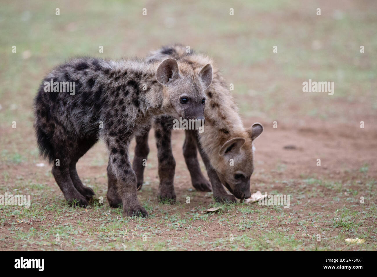Spotted Hyena cubs (Crocuta crocuta), Mashatu Game Reserve, Botswana Stock Photo