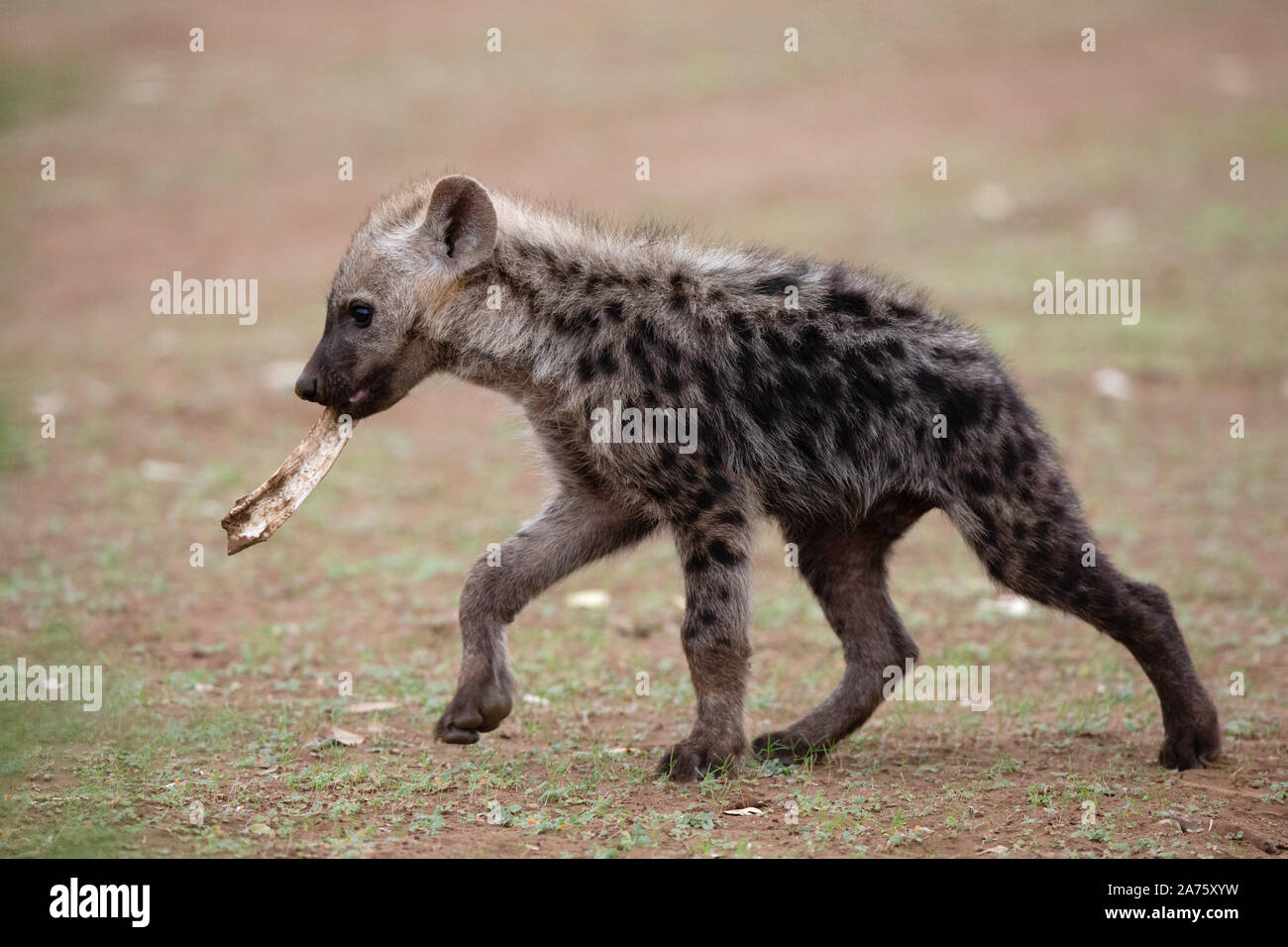 Spotted Hyena cub (Crocuta crocuta) walking with a bone in his mouth, Mashatu Game Reserve, Botswana Stock Photo