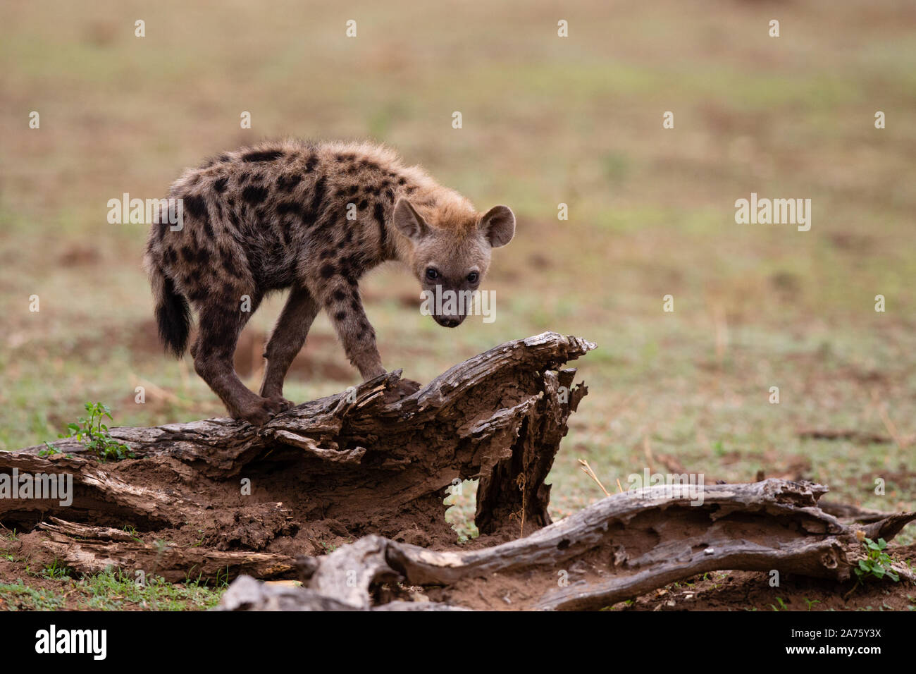 Spotted Hyena cub (Crocuta crocuta) on tree stump, Mashatu Game Reserve, Botswana Stock Photo