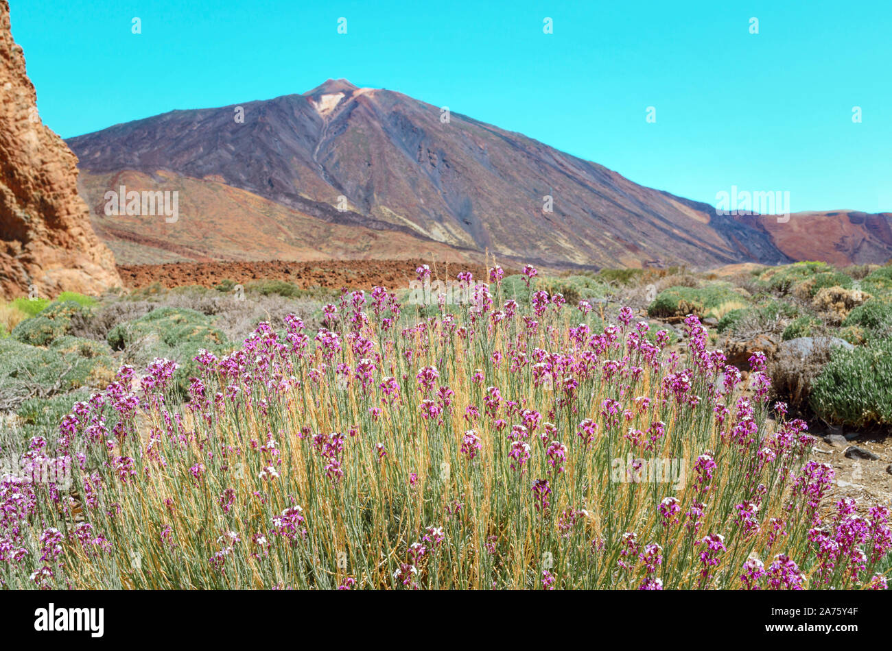View of Volcano  El Teide  with typical flowers Alheli del Teide (Erysimum scoparium) in The National Park of Las Canadas del Teide. Best place to vis Stock Photo