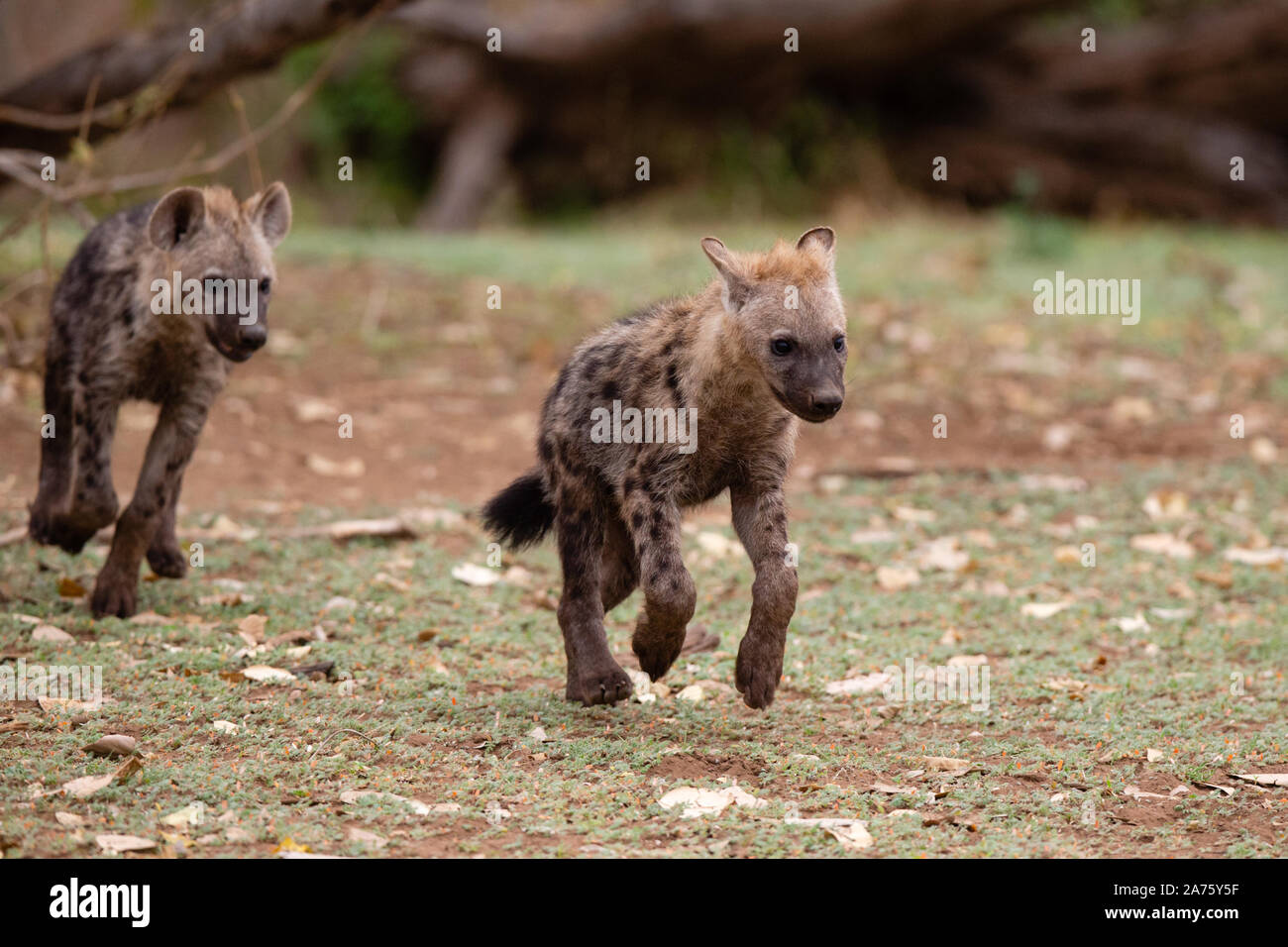 Spotted Hyena cubs (Crocuta crocuta) running, Mashatu Game Reserve, Botswana Stock Photo