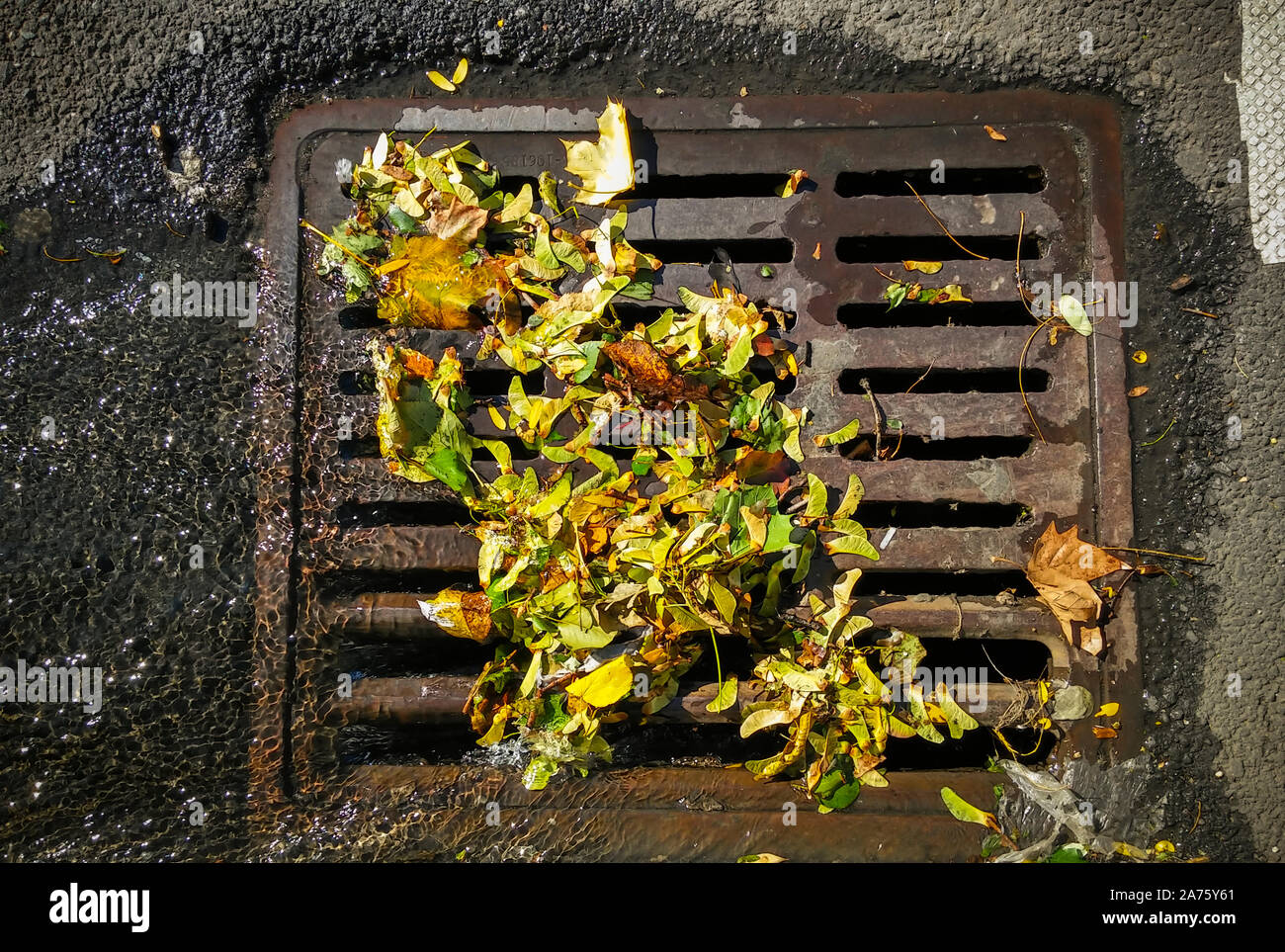 A partially clogged storm drain, filled with the remains of colorful fall foliage, in the Chelsea neighborhood of New York on Friday, October 18, 2019.  (© Richard b. Levine) Stock Photo
