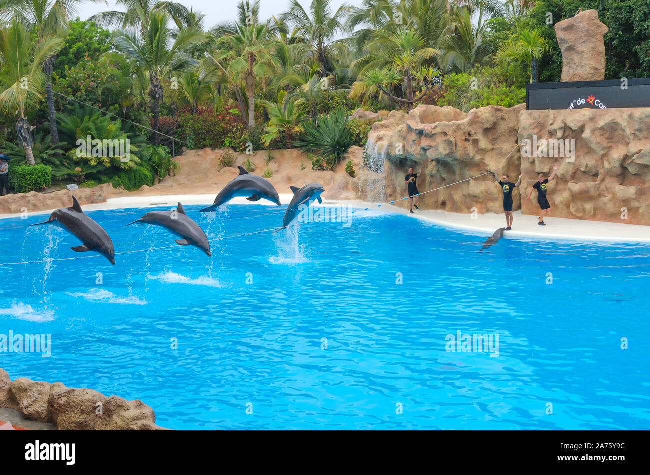 Puerto de la Cruz, Tenerife,Spain - JUNE 29, 2018: Loro Parque dolphin ...
