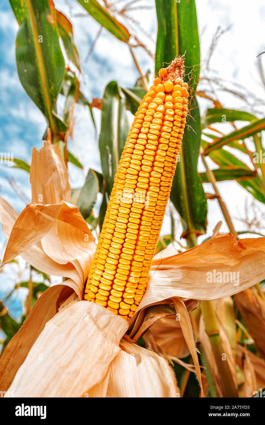 Corn on the cob in field, cultivated maize crops ripe and ready for harvest Stock Photo