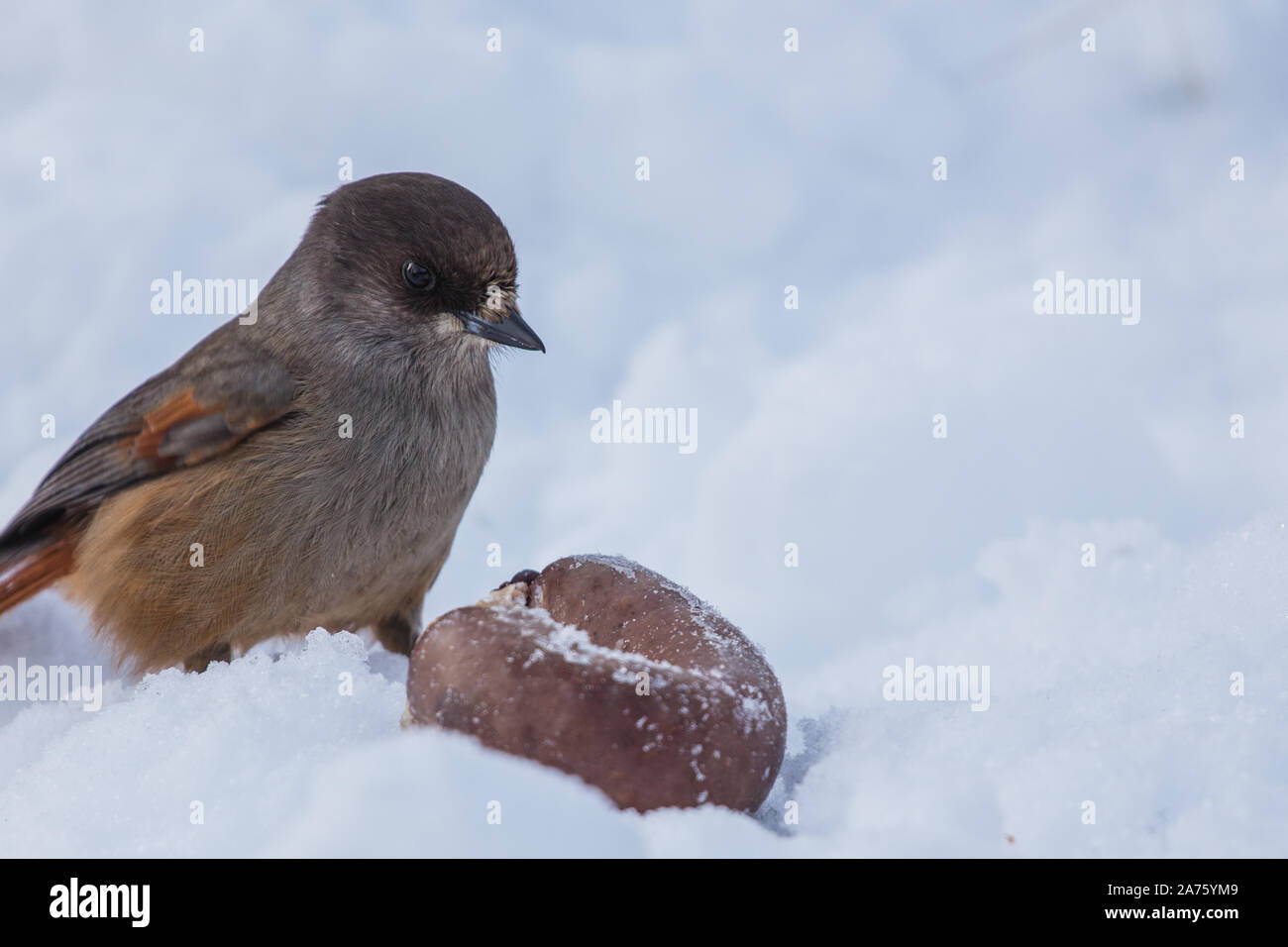 Siberian jay on the snow Stock Photo