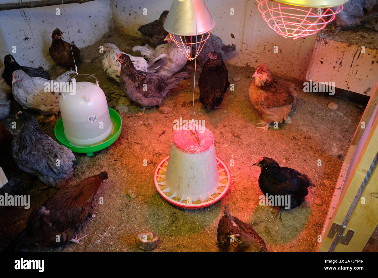 View of Ecological egg production Stock Photo - Alamy