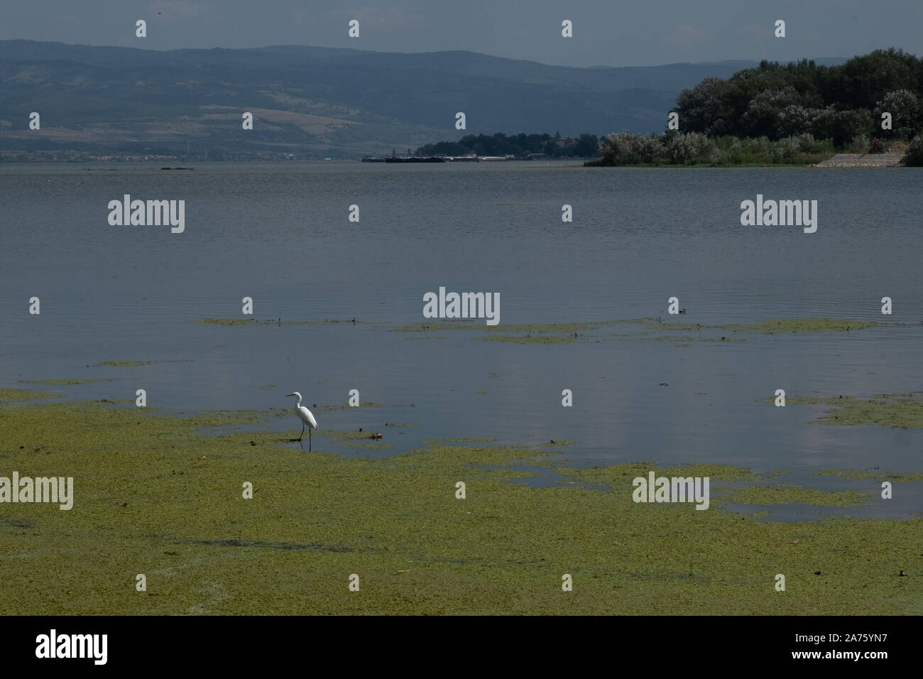 Great egret in Srebrno jezero Stock Photo
