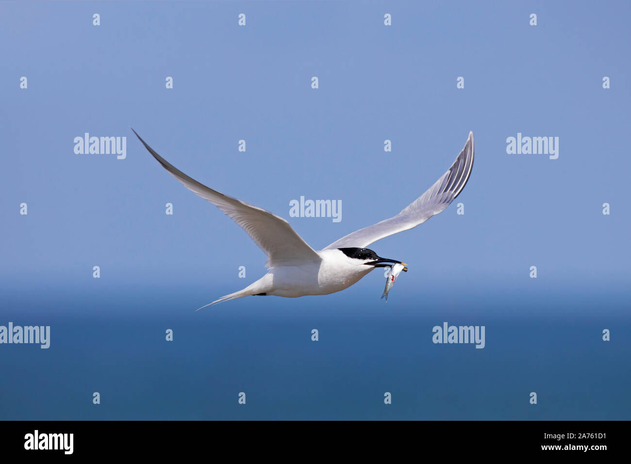 Sandwich tern (Thalasseus sandvicensis / Sterna sandvicensis) with fish in beak flying against blue sky Stock Photo