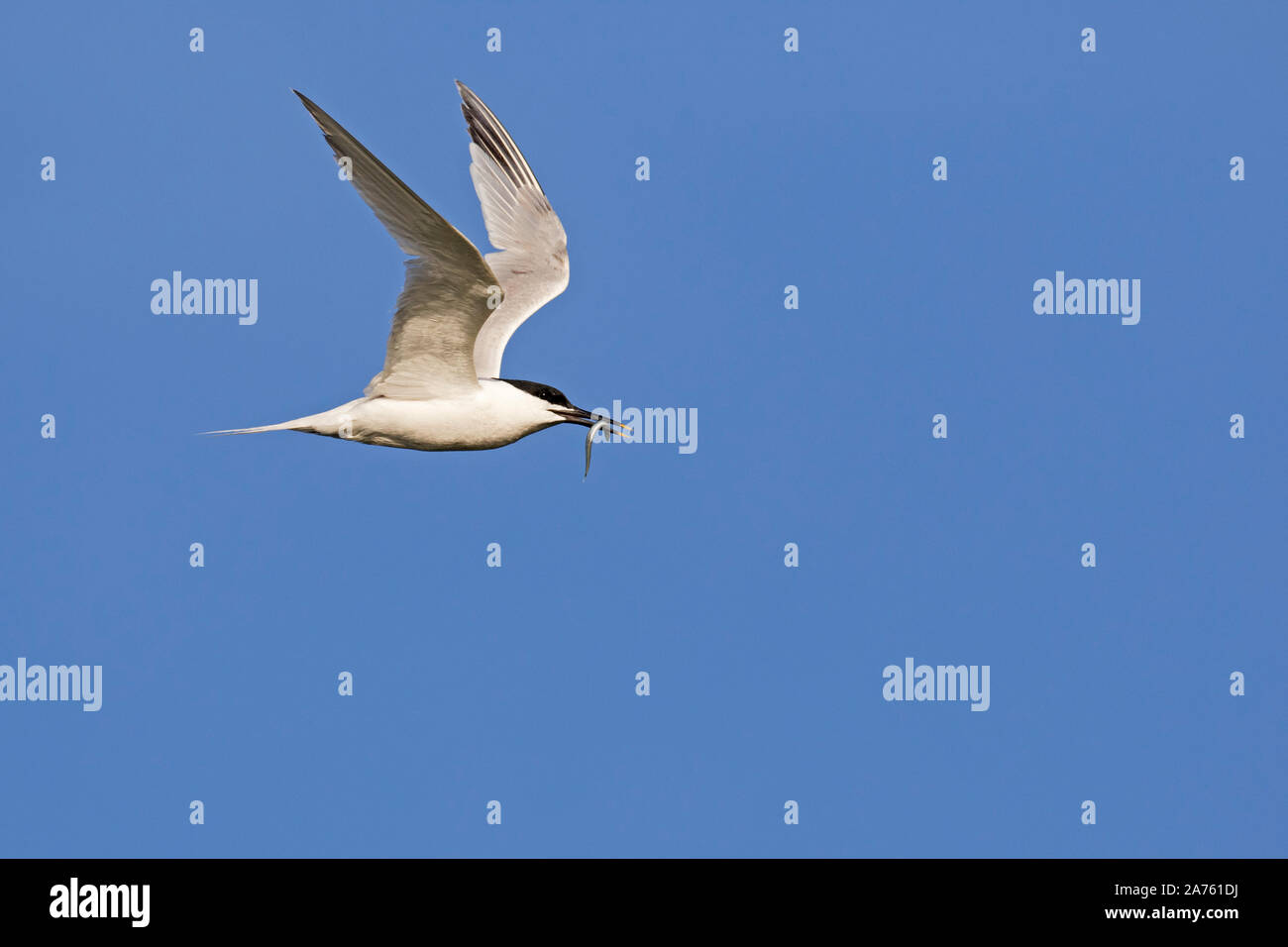 Sandwich tern (Thalasseus sandvicensis / Sterna sandvicensis) with fish / sandeel in beak flying against blue sky Stock Photo