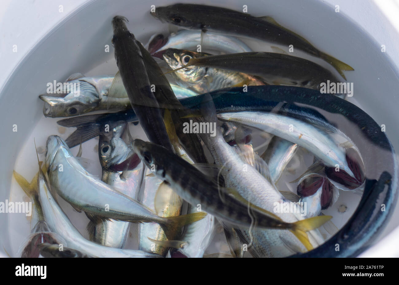 Mackerel caught with fishing rod. Some of them died in white bucket