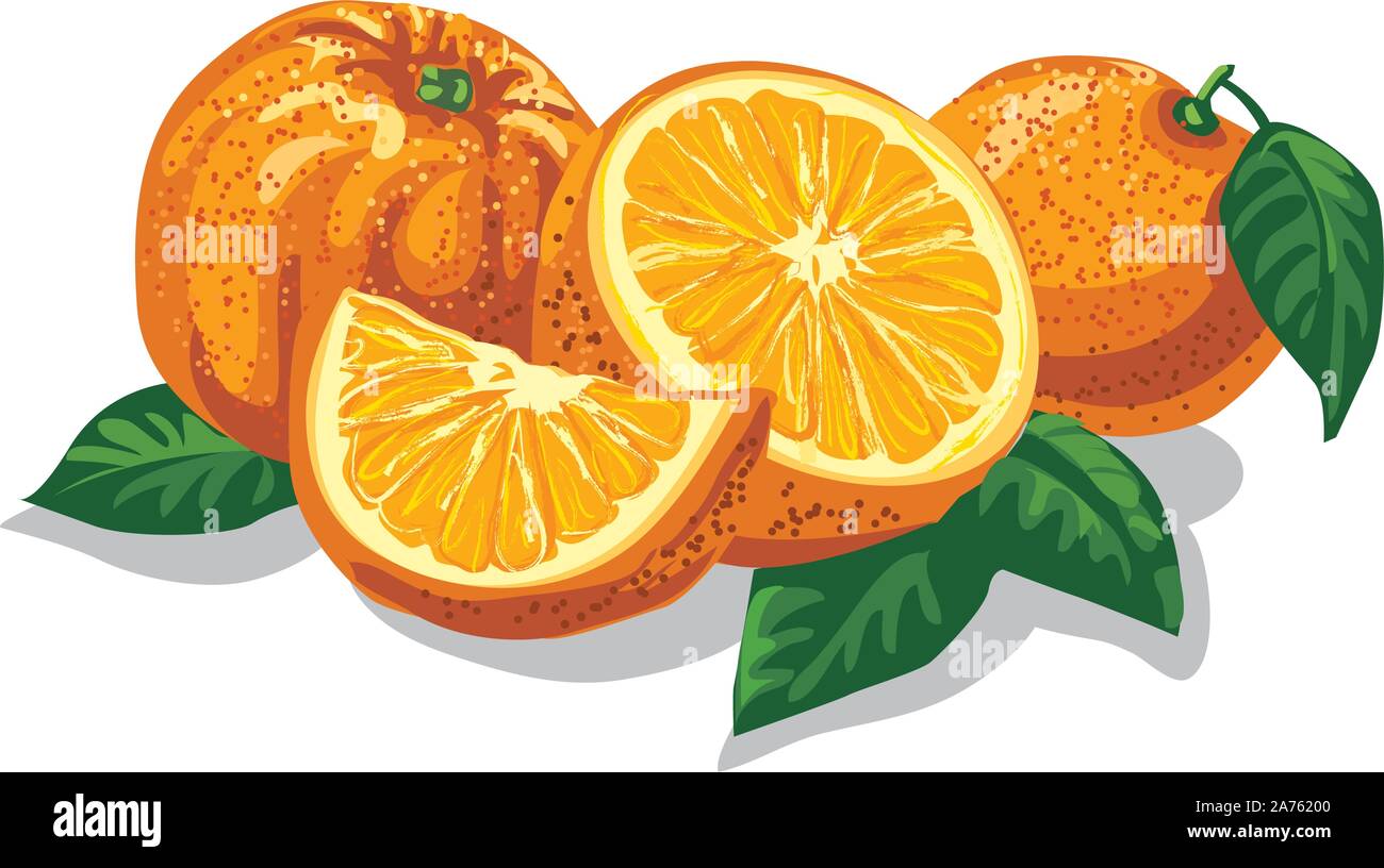 illustration of group of fresh sliced oranges with leves Stock Vector ...