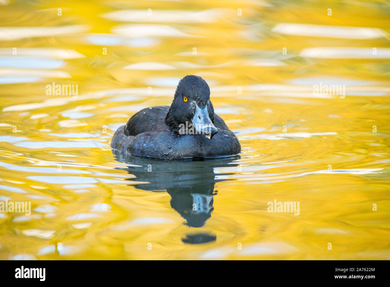 Aythya fuligula,Reiherente,Tufted Duck Stock Photo