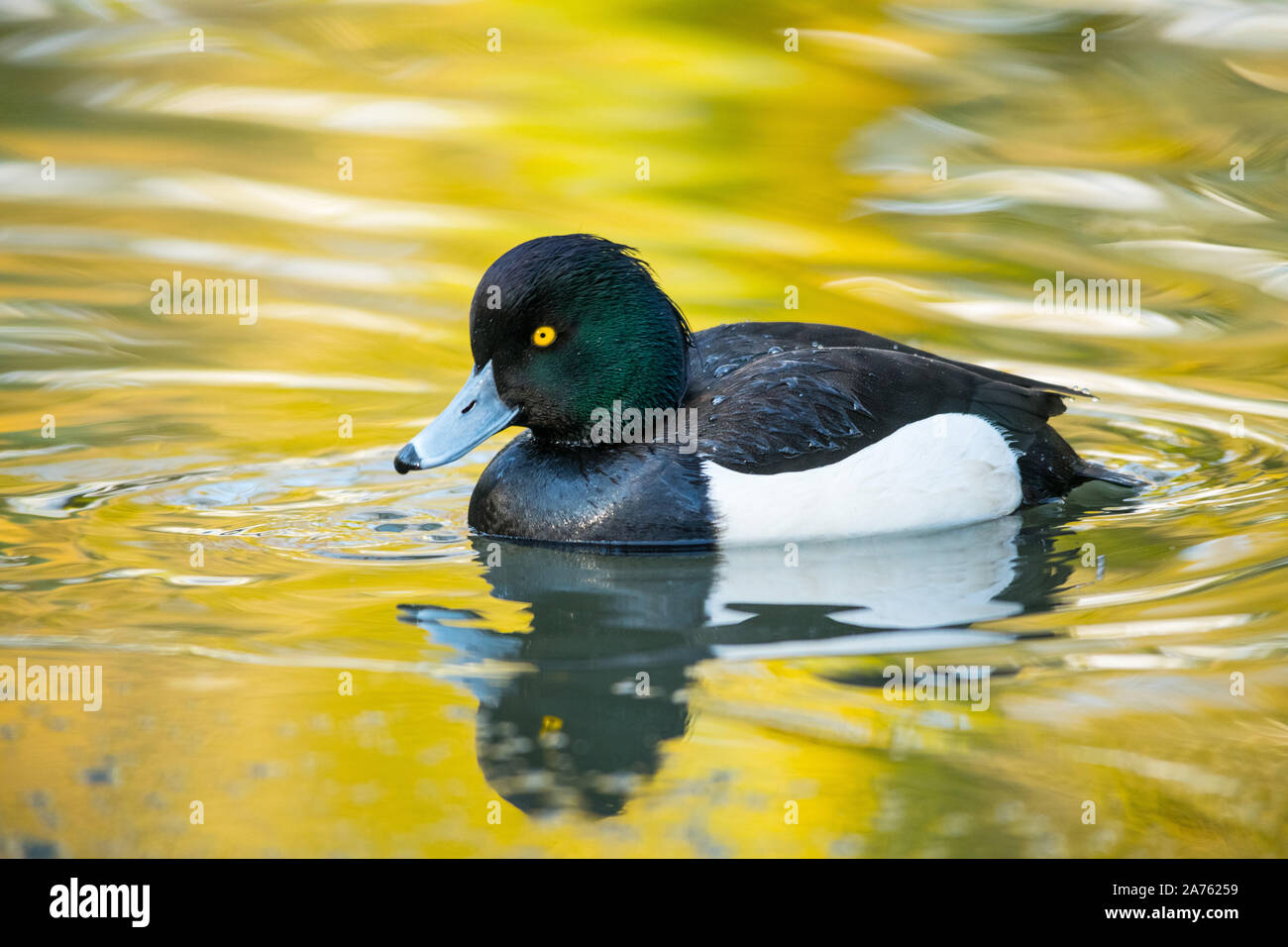 Aythya fuligula,Reiherente,Tufted Duck Stock Photo