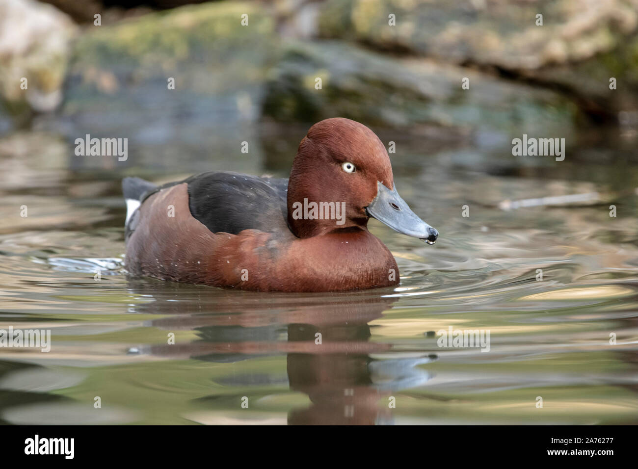 Aythya nyroca,Moorente,ferruginous duck Stock Photo