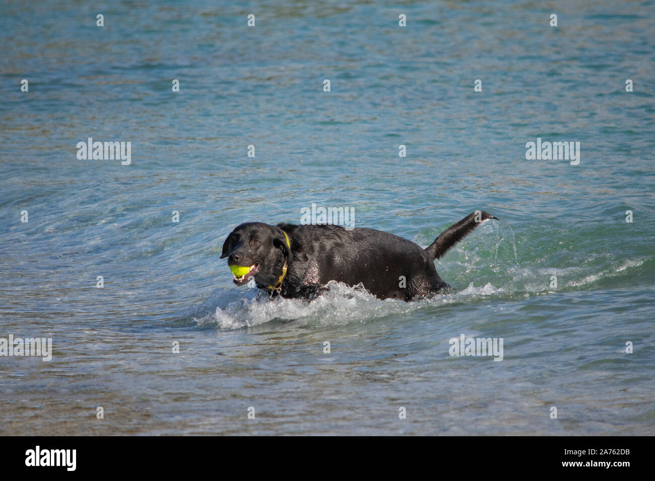 Black Labrador at the Beach Stock Photo