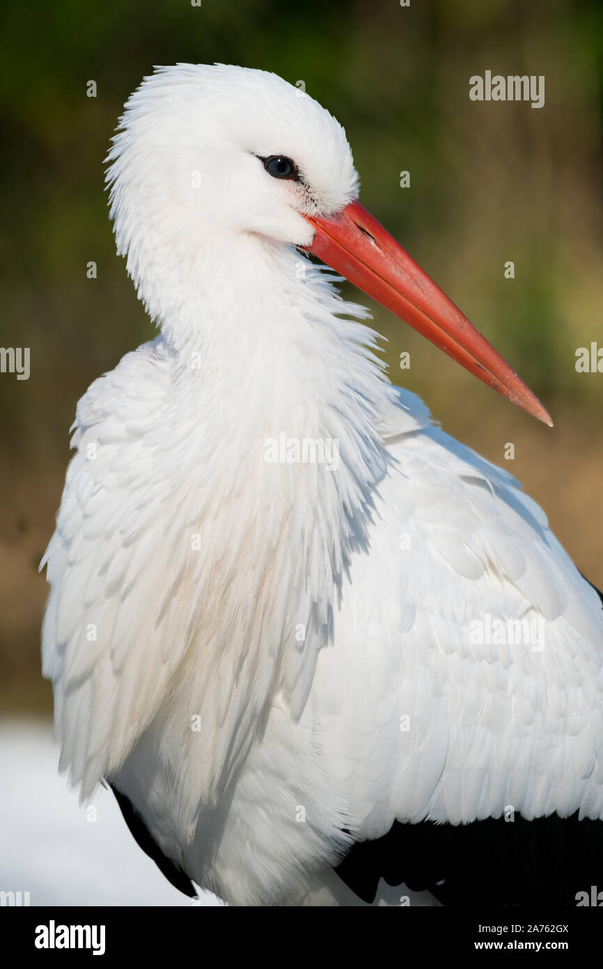 Ciconia ciconia,Weissstorch,White Stork Stock Photo