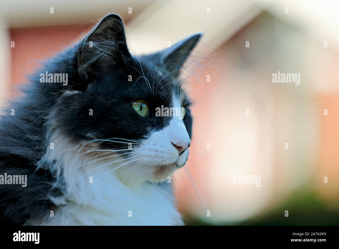 A portrait of a norwegian forest cat in the sunny yard Stock Photo