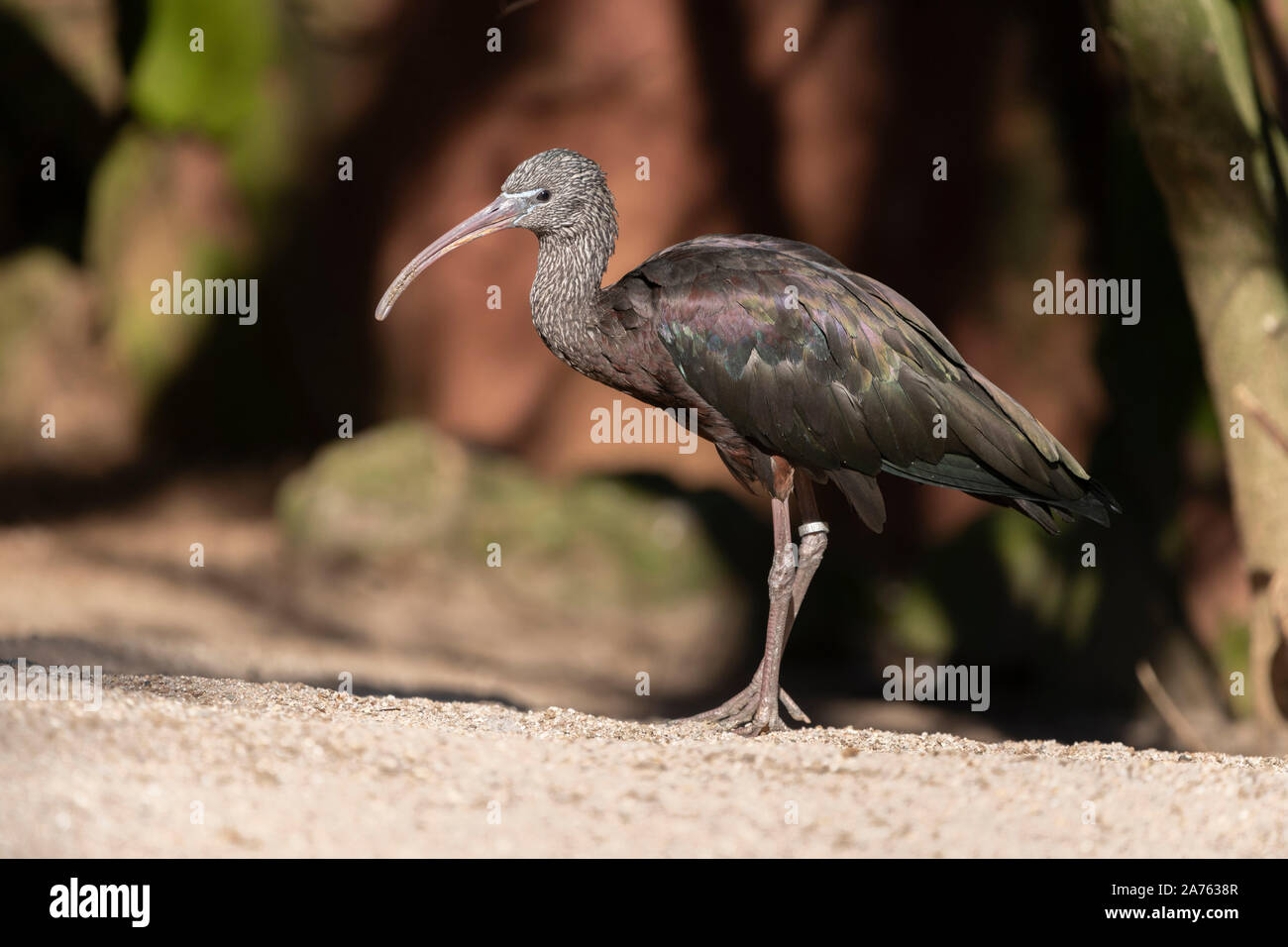 Geronticus eremita,Waldrapp,Northern bald ibis Stock Photo