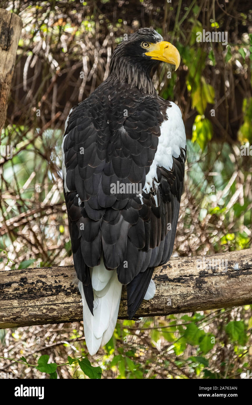 Haliaeetus leucocephalus,Weisskopfseeadler,American Bald Eagle Stock Photo