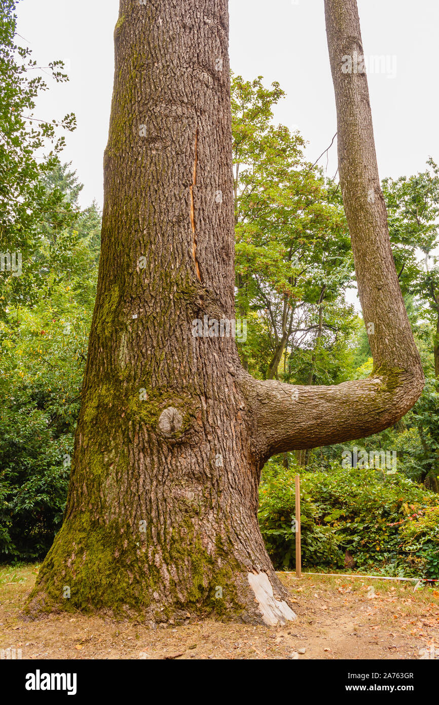 the original form of a Himalayan cedar,plant introduced in Europe for ornamental purposes in the 1800s Stock Photo