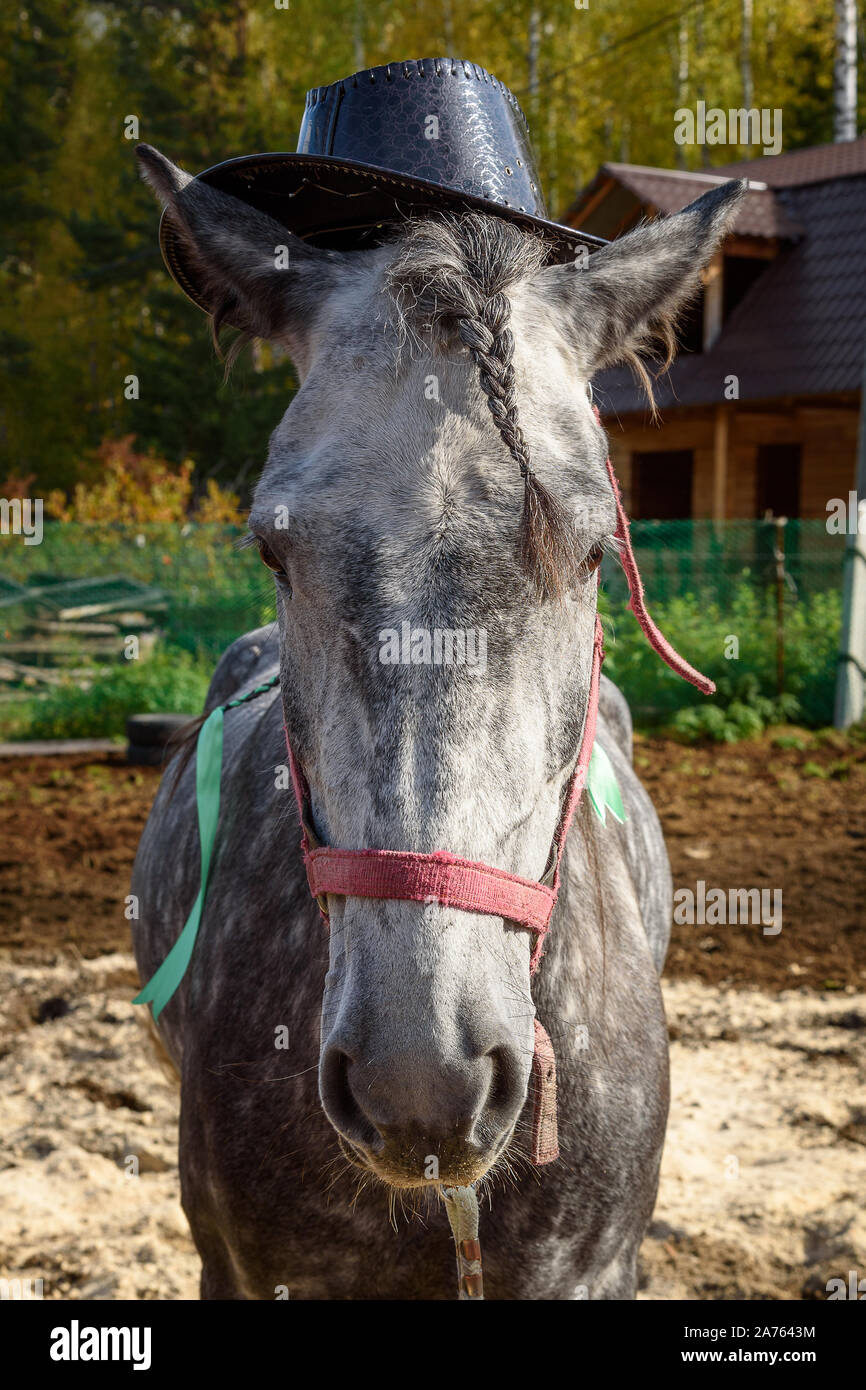 Horse in hat hires stock photography and images Alamy